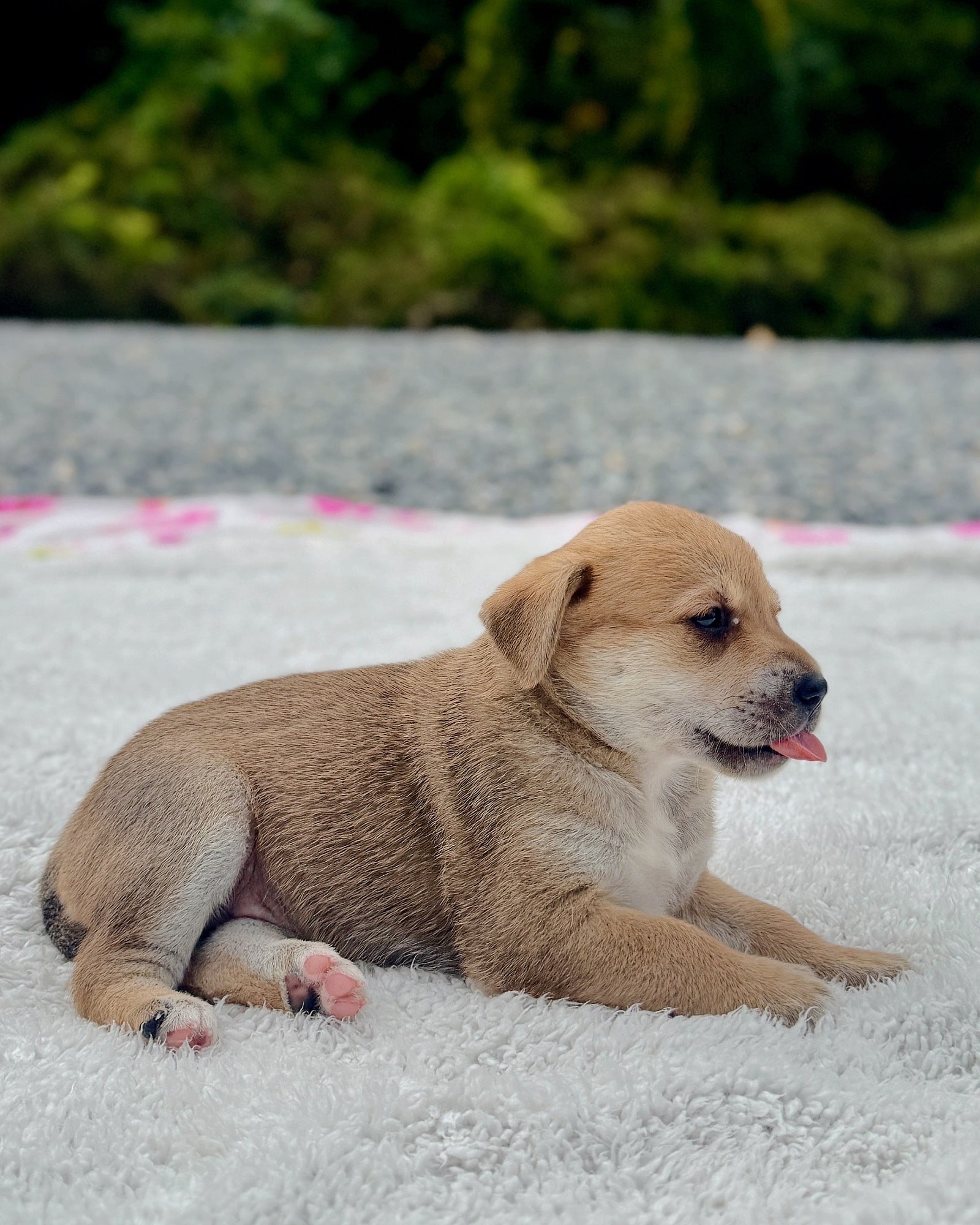 단양군동물보호센터_443448202500034